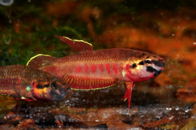 Betta rubra Osphronemidae