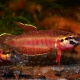 picture of Betta rubra