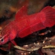 picture of Betta rutilans