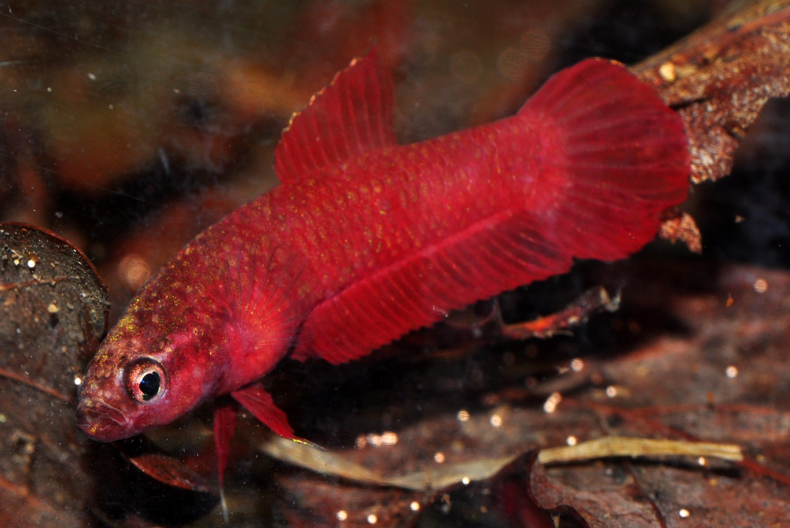 Betta rutilans