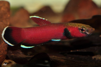 Betta channoides Osphronemidae