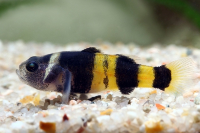 Brachygobius xanthozonus Gobiidae
