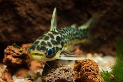 Centromochlus perugiae Auchenipteridae