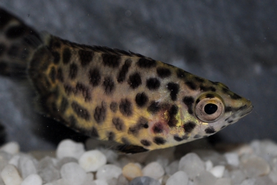 Ctenopoma acutirostre Anabantidae