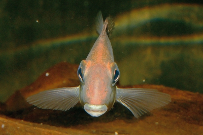 Geophagus sp. Porto Franco Cichlidae
