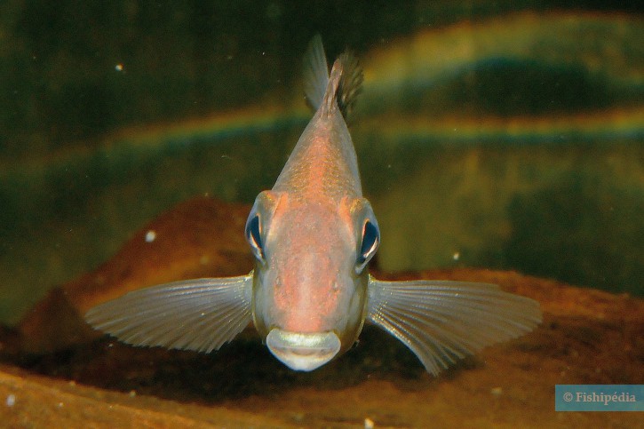 Geophagus sp. Porto Franco