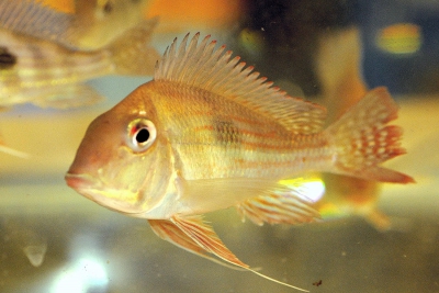 Geophagus altifrons Cichlidae