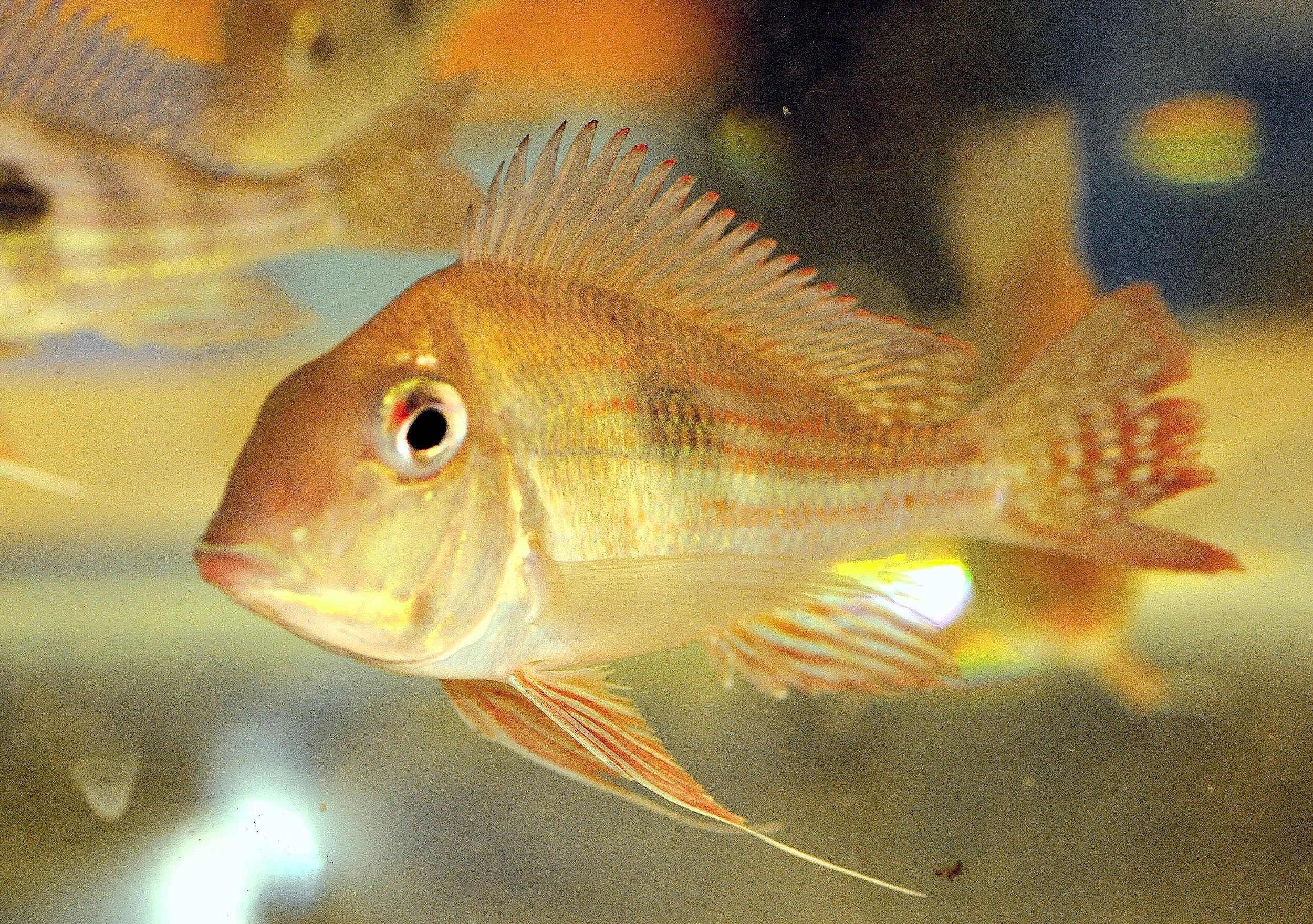Geophagus altifrons