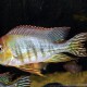 picture of Geophagus sp. Tapajos Orange Head