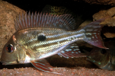 Geophagus winemilleri Cichlidae