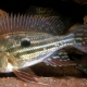 picture of Geophagus winemilleri