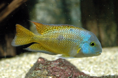 Hypsophrys nicaraguensis Cichlidae