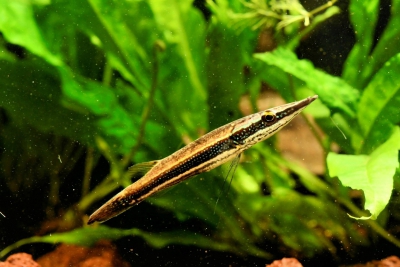 Luciocephalus aura Osphronemidae