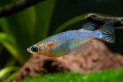 Oryzias woworae Adrianichthyidae