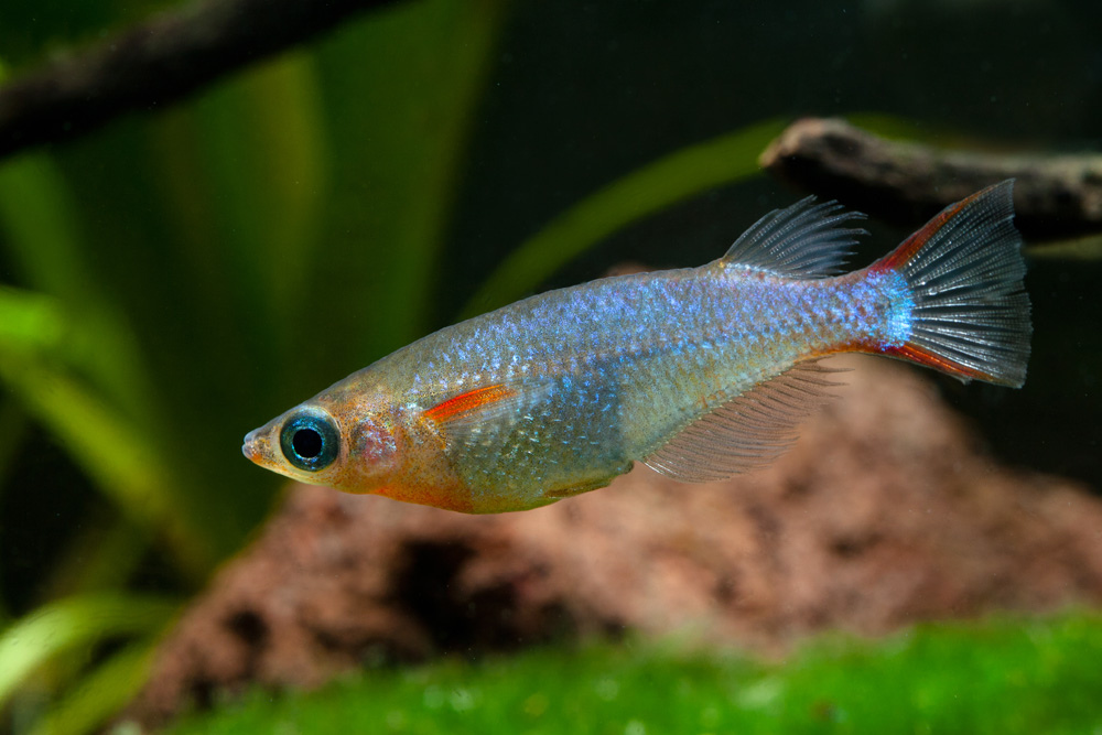 Oryzias woworae