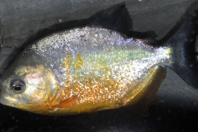 Pygocentrus piraya Serrasalmidae