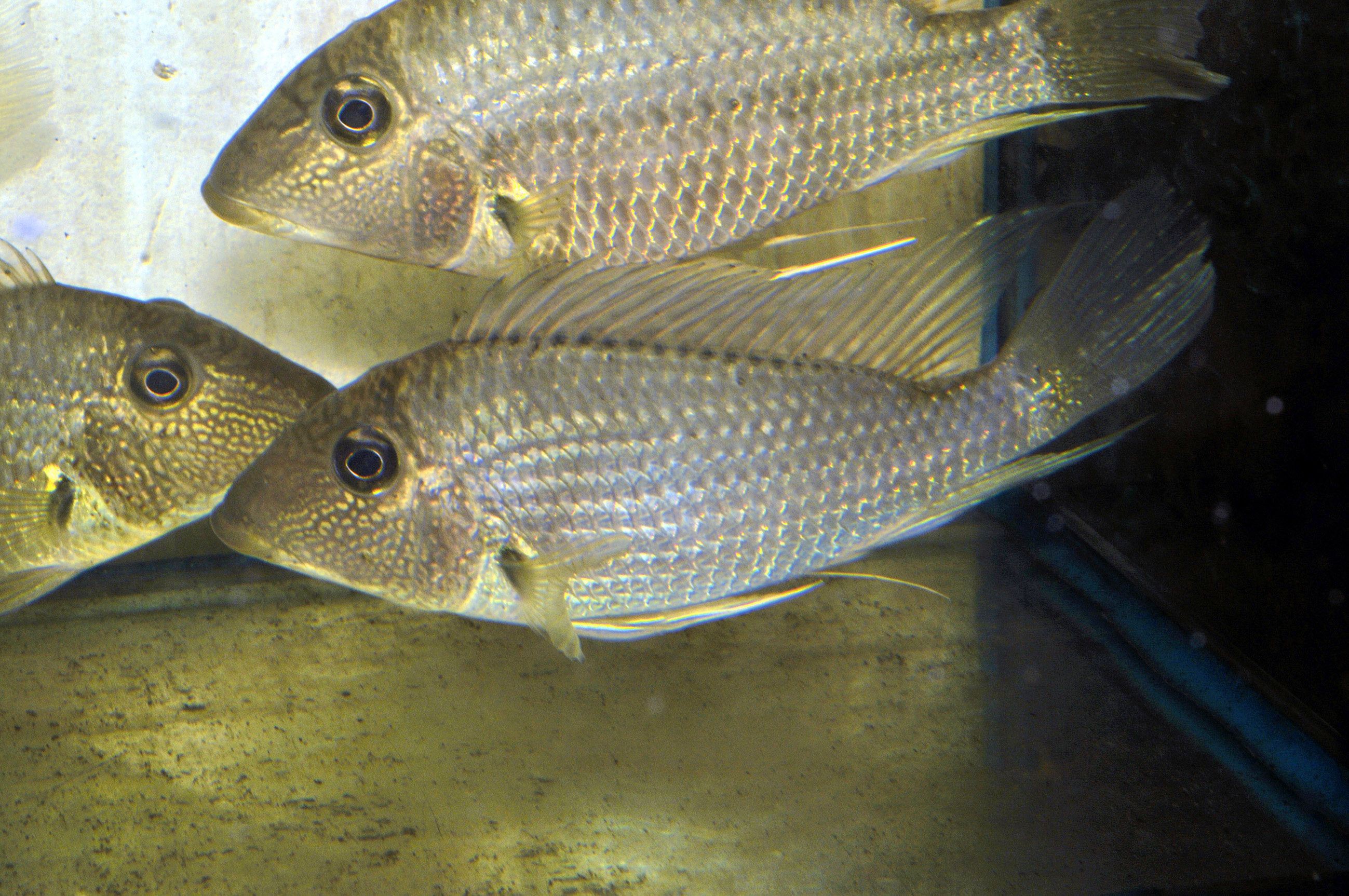 Satanoperca mapiritensis
