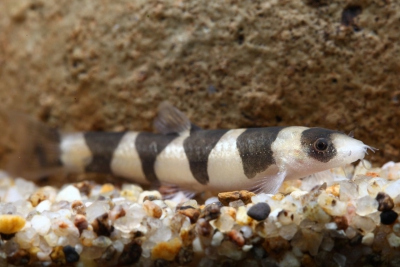 Schistura pridii Nemacheilidae