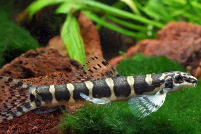 Serpenticobitis octozona Serpenticobitidae