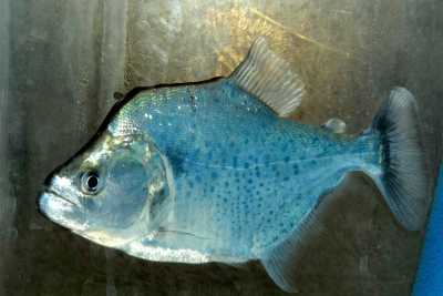 Serrasalmus geryi Serrasalmidae
