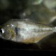 picture of Serrasalmus manueli