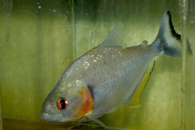 Serrasalmus rhombeus Serrasalmidae