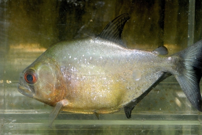 Serrasalmus spilopleura Serrasalmidae