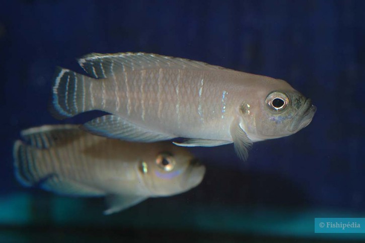 Neolamprologus brevis