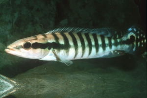 Crenicichla cincta