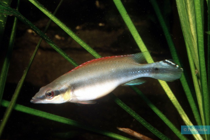 Crenicichla regani