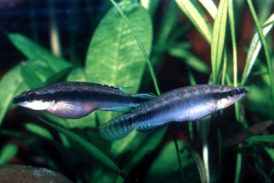 Crenicichla regani Cichlidae