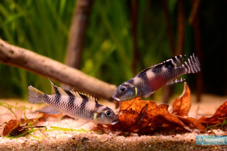 Nanochromis transvestitus