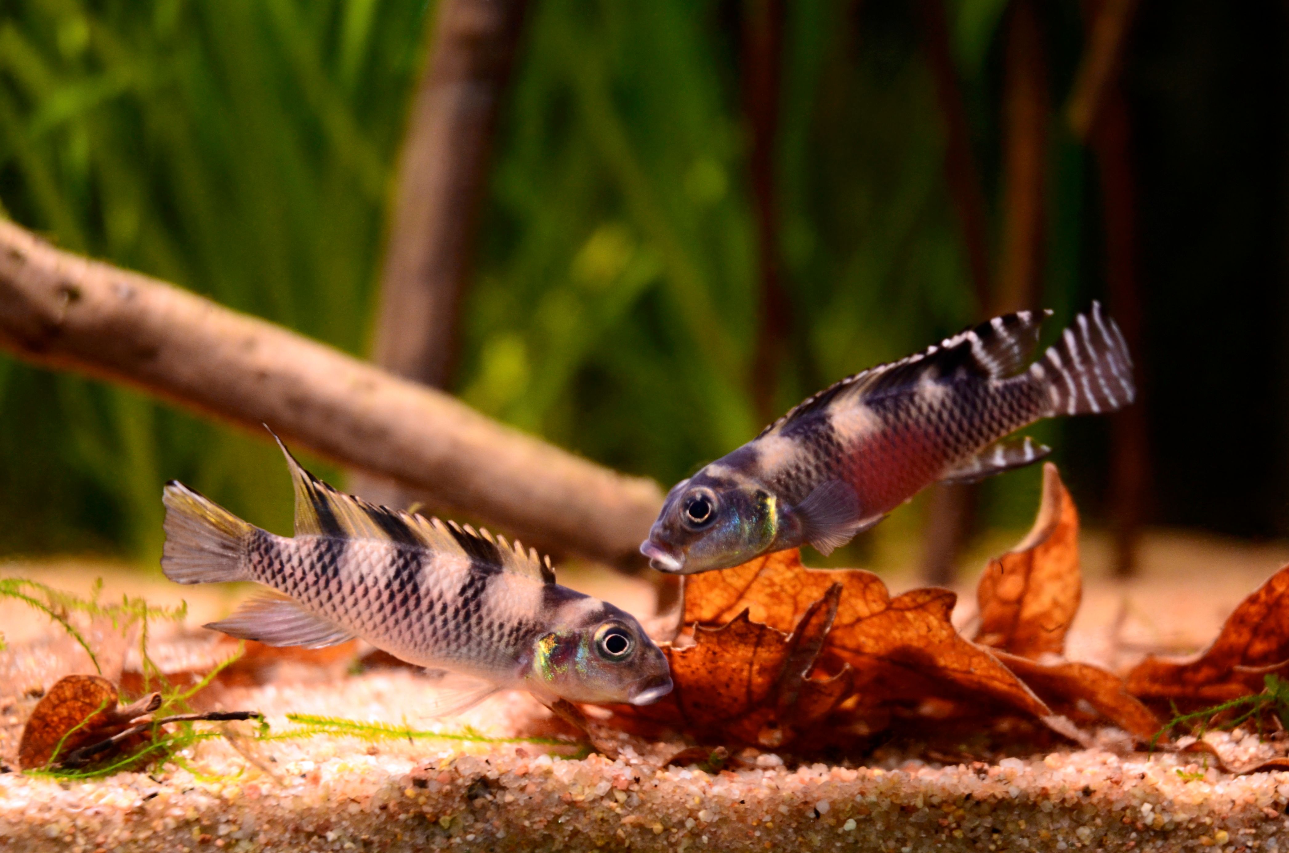 Nanochromis transvestitus