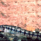 picture of Characidium fasciatum