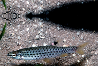 Copella nattereri Lebiasinidae