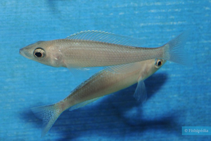Cyprichromis leptosoma