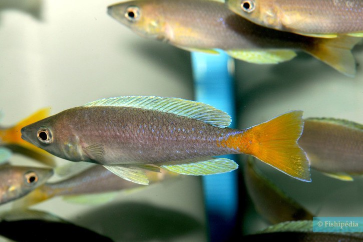 Cyprichromis leptosoma