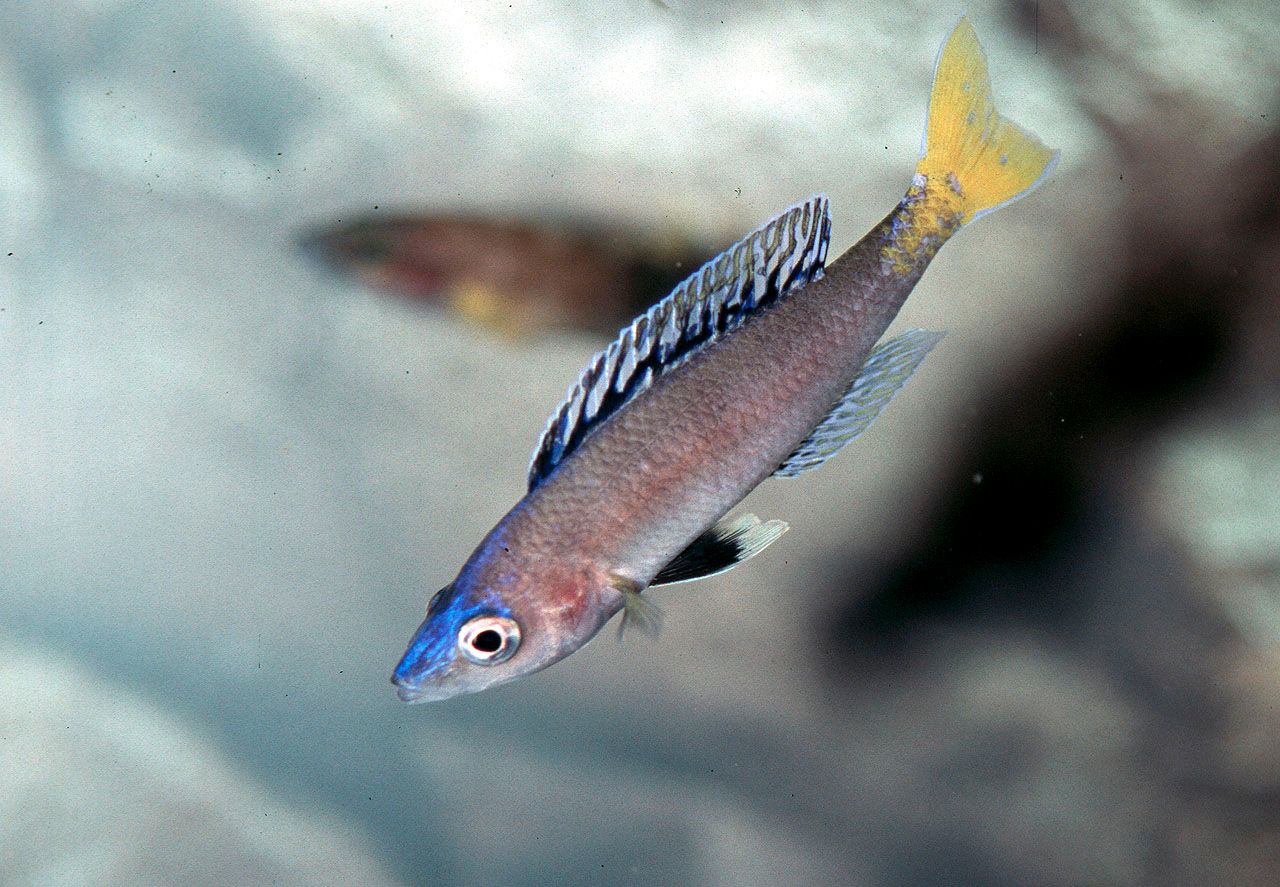 Cyprichromis leptosoma