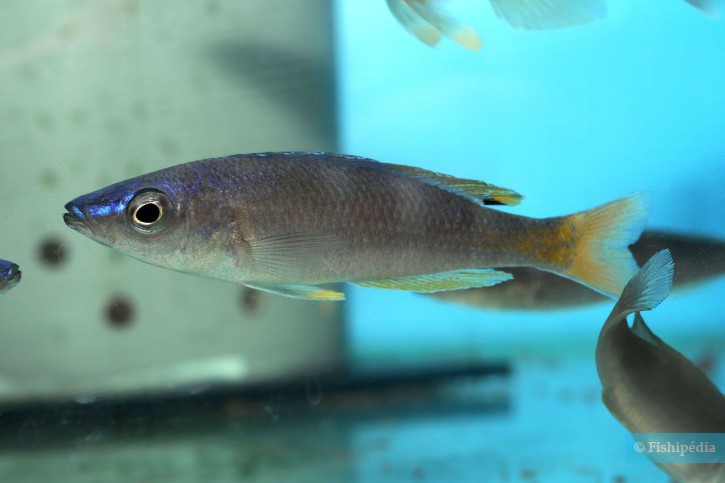 Cyprichromis leptosoma