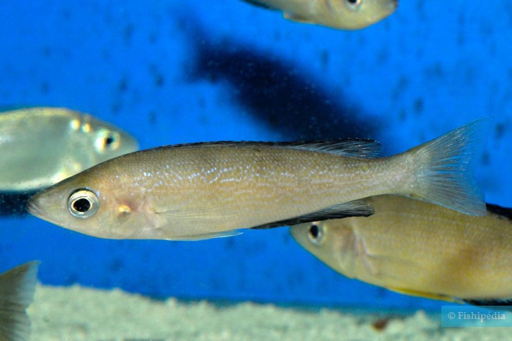 Cyprichromis microlepidotus