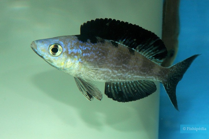 Cyprichromis microlepidotus