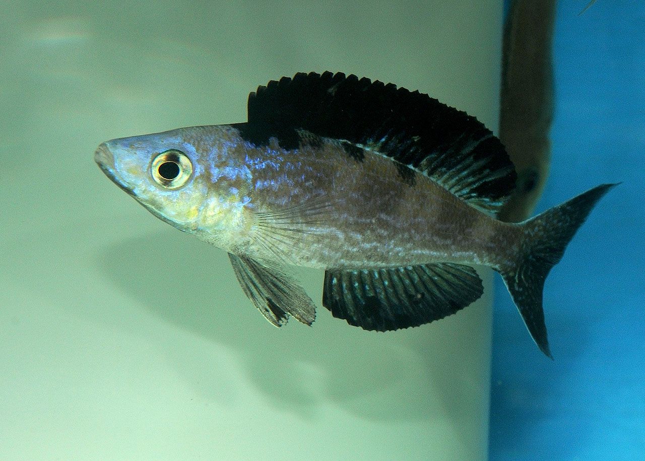 Cyprichromis microlepidotus