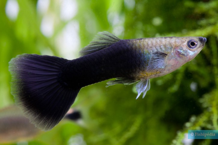 Poecilia reticulata - guppy