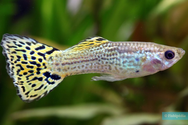 Poecilia reticulata - guppy