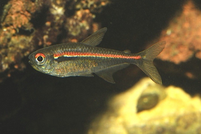 Hyphessobrycon amapaensis Characidae