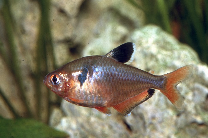 Hyphessobrycon eques