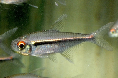 Hyphessobrycon heterorhabdus Characidae