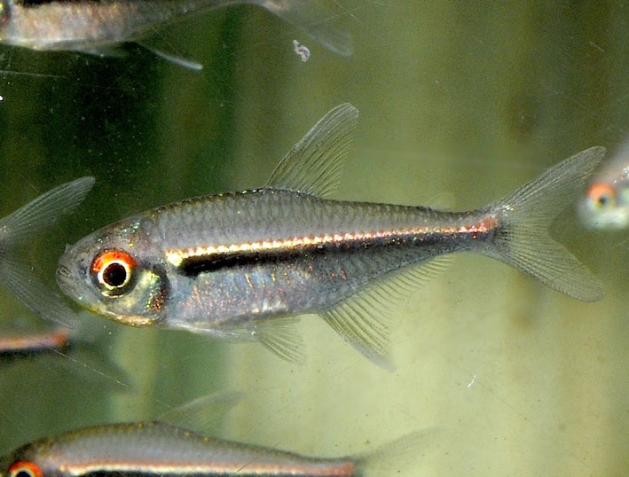 Hyphessobrycon heterorhabdus