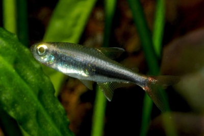 Hyphessobrycon loretoensis Characidae