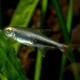 picture of Hyphessobrycon loretoensis